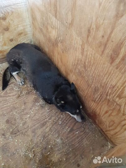 Собачка живет в приюте