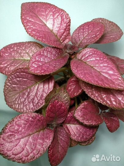 Эписции обычные и акварельные