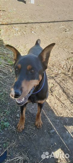 Доберман в добрые руки