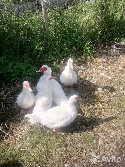 Мускусные утки тяжелые линии