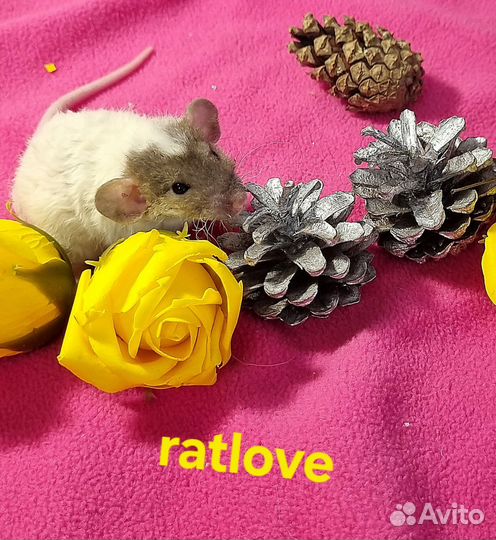 Крысята дамбо девчонки от ratlove