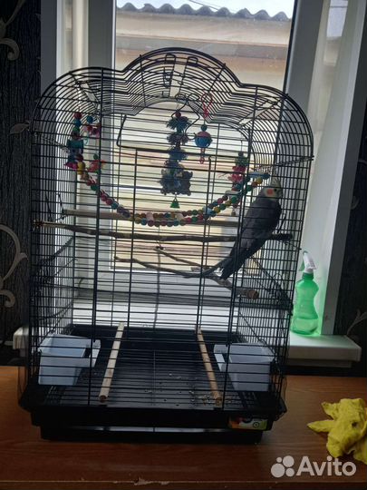 Попугай корелла