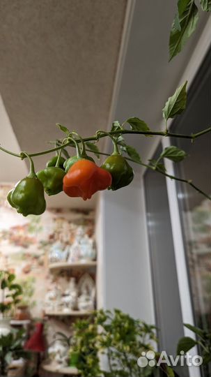 Домашний перец 