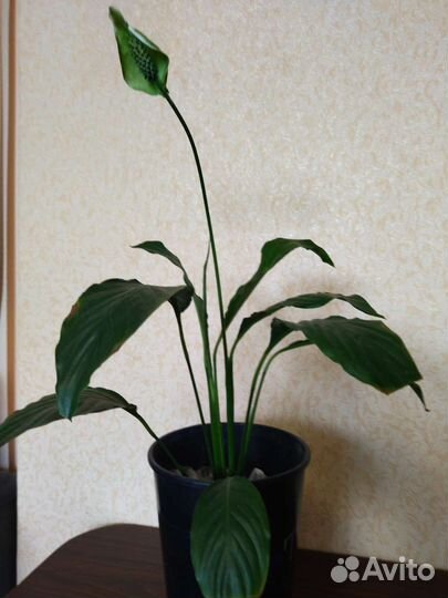 Спатифиллум 2 вида
