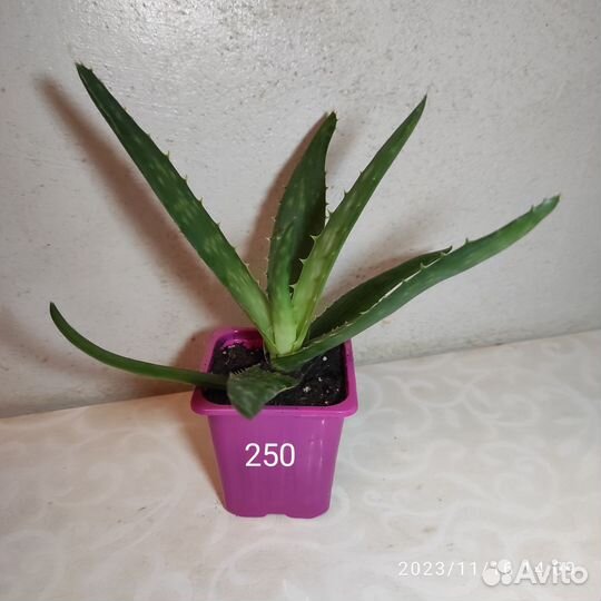 Алоэ Вера, хавортия, гастерия Батеса