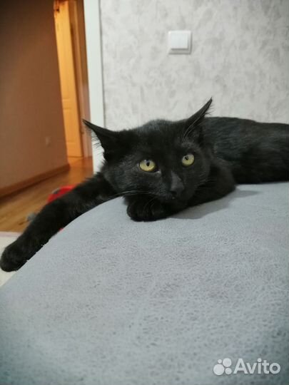 Кошка в дар бесплатно