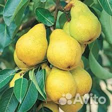 Саженцы груши с зкс
