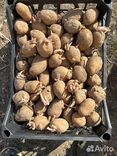 Картофель на семена