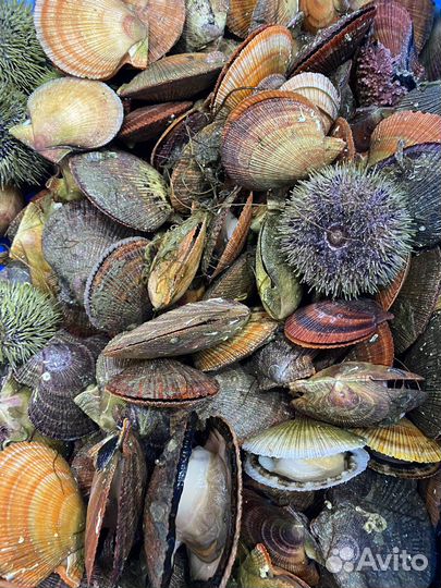 Свежевыловленный морской гребешок