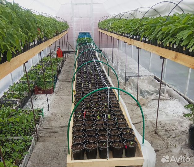 Овощная и цветочная рассада, кустарники