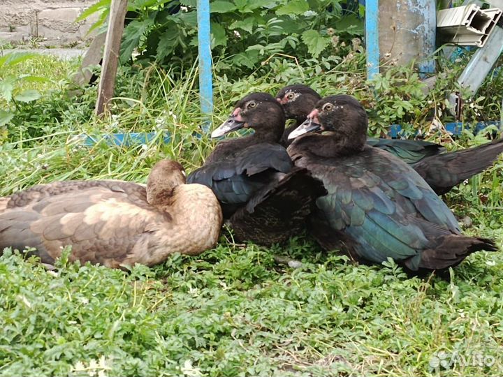 Мускусные утки