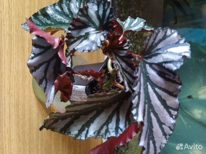 Бегонии Кейн