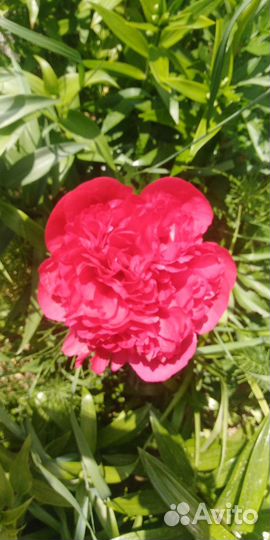 Цветы пионы, Этчед салмон, травенистый