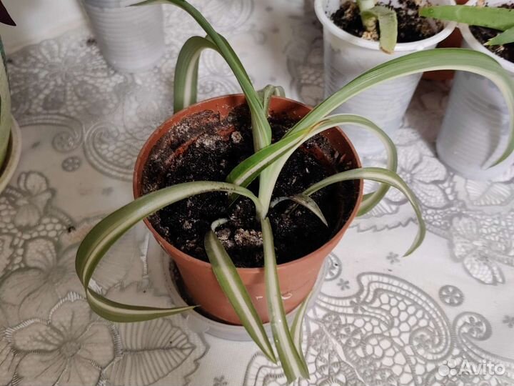 Алоэ, кактус. Цветы в дар