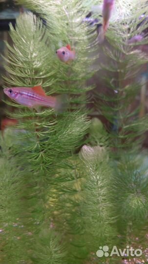 Аквариумная рыбка Радужный меченосец