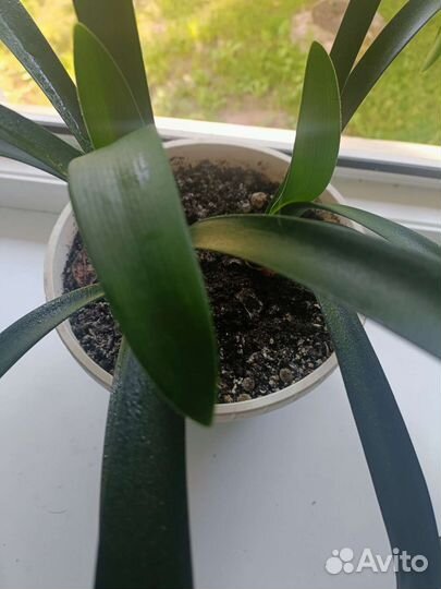 Комнатные цветы кливия