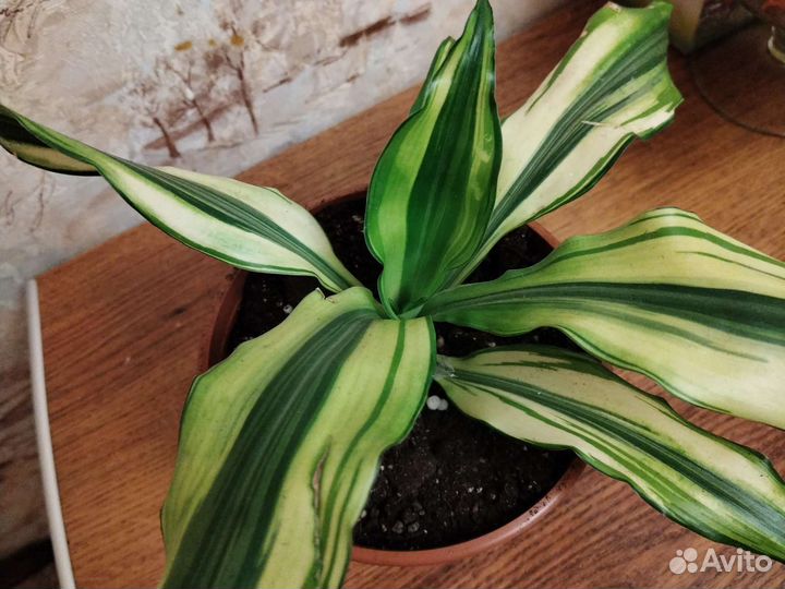 Драцена душистая 