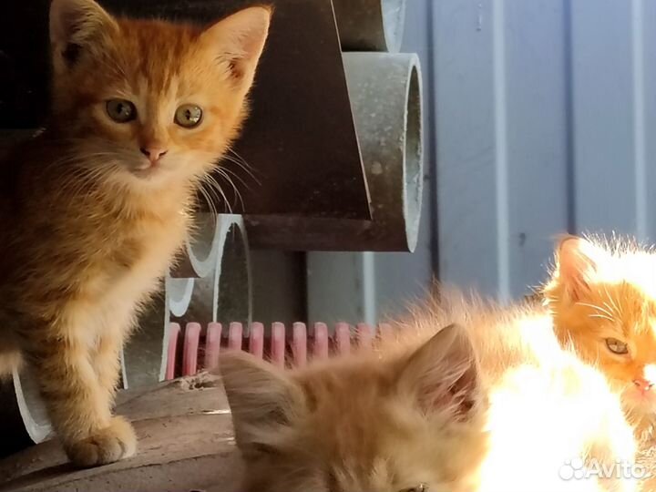 Рыжие котята в добрые руки