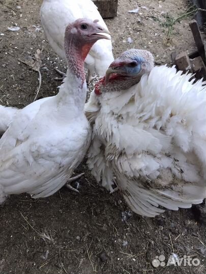 Индюшатина