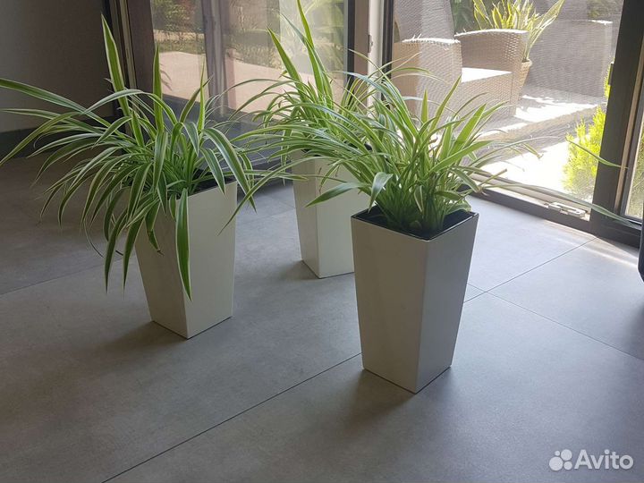 Хлорофитум