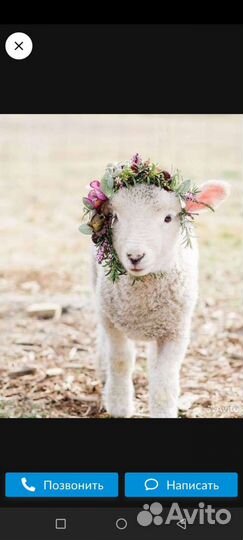 Овцы бараны ягнята