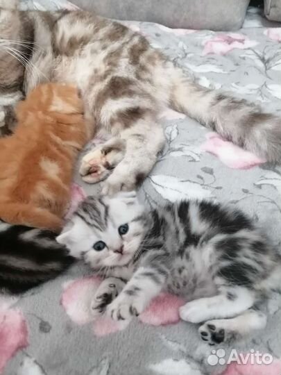 Котята шотландской вислоухой