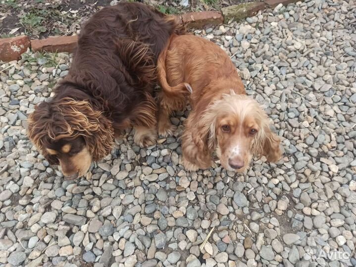 Английский кокер-спаниель