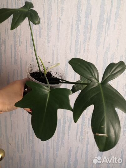 Филодендрон,аглаонема драцена