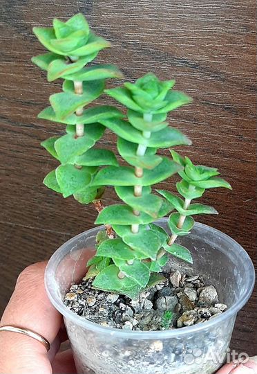 Крассула перфората crassula perforata