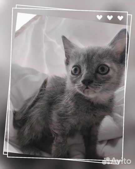 Плюшевые котята