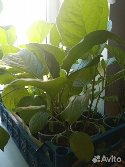 Рассада помидор, перцев и баклажанов