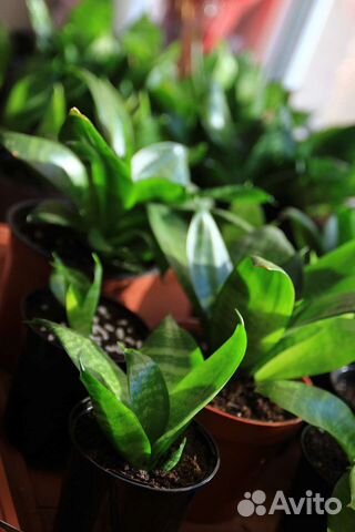 Комнатные цветы