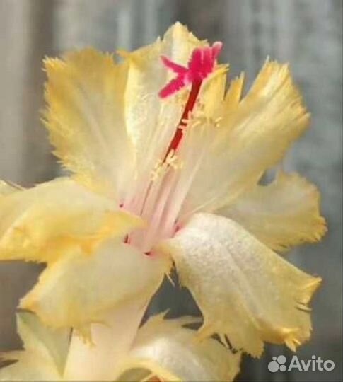 Laranja Dobrada, махровый декабрист