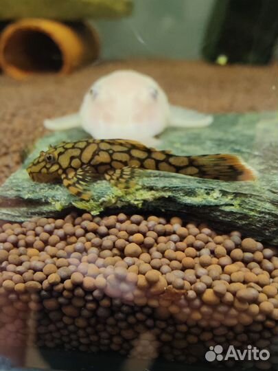 Анциструсы, номерные сомики (L-сомы)