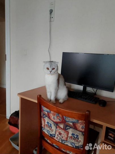 Шотландская вислоухая кошка