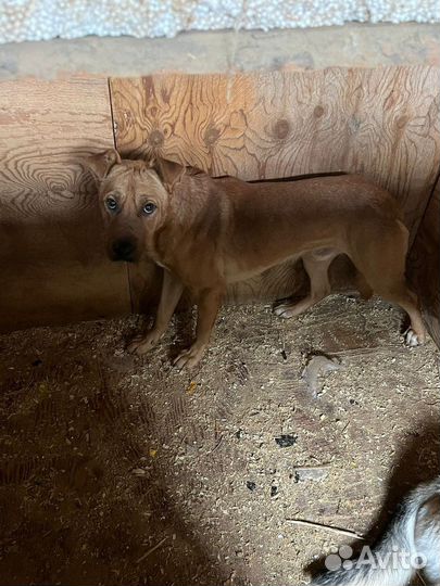 Пёс станет преданным другом