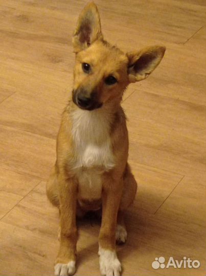 Щенок маленькая собака бесплатно