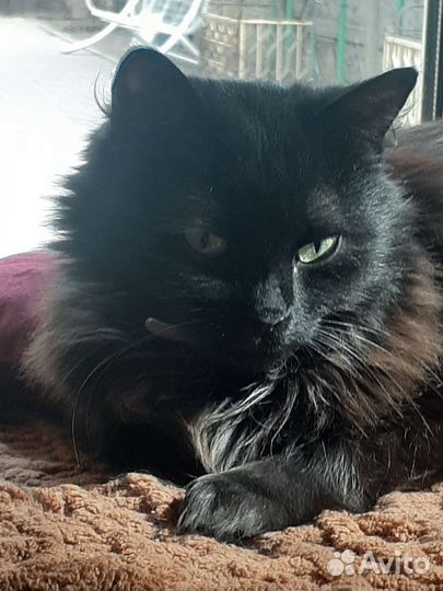 Вакансия для работника в зоогостиницу