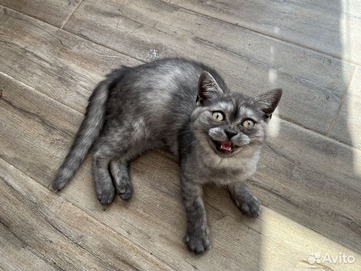 Котенок 4 месяца девочка