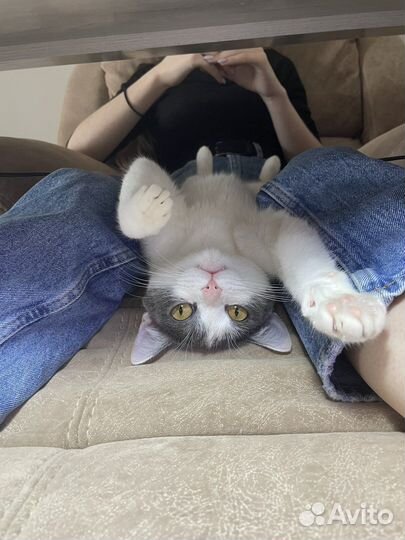 Кошка в дар бесплатно