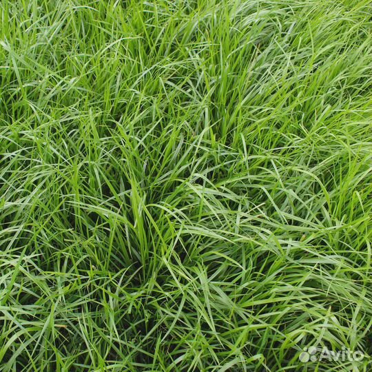 Семена Овсяницы Тростниковой оптом