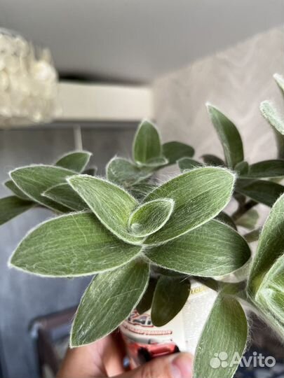 Традесканция силламонтана