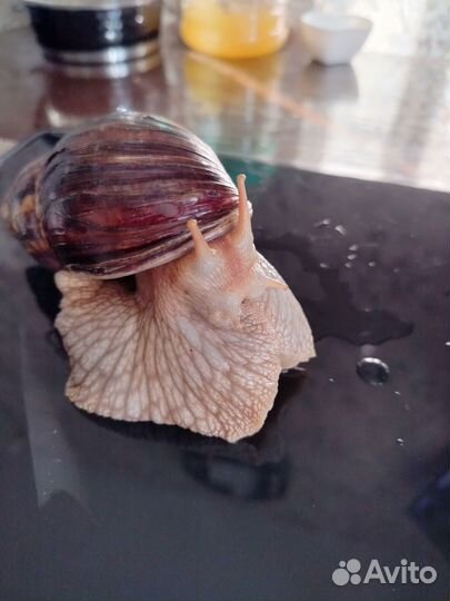 Улитка ахатин