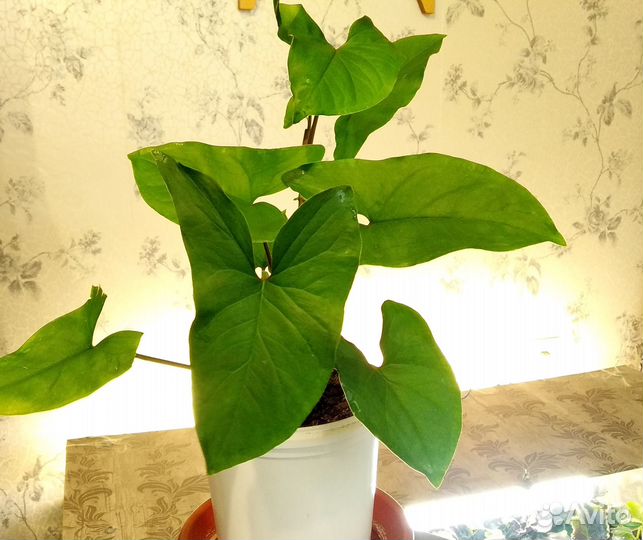 Спатифиллум и другие цветы