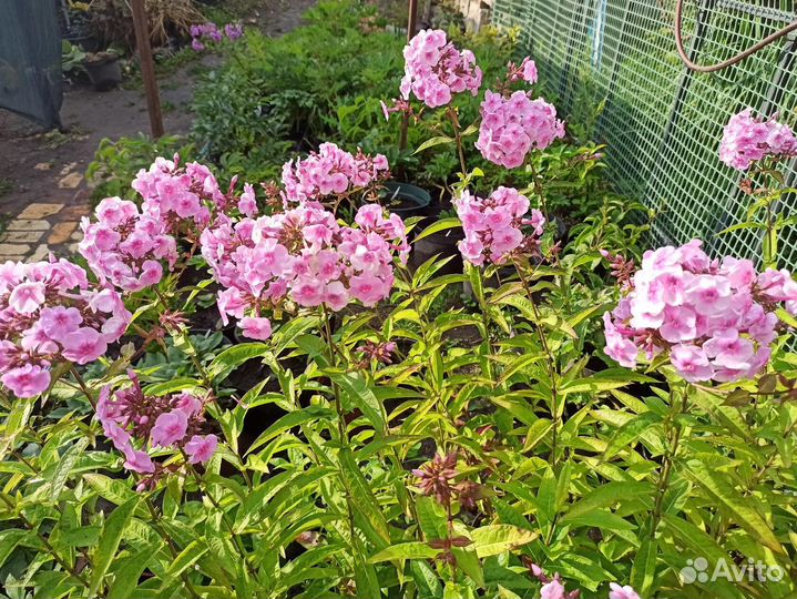 Флокс метельчатый