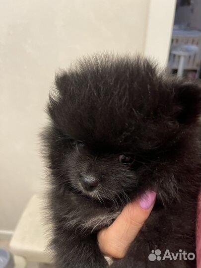 Померанский шпиц девочка
