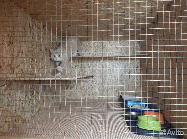 Передержка / Зоогостиница / Зооняня