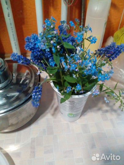 Цветы садовые, клубника, вишня, малина