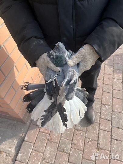Голуби Николаевские