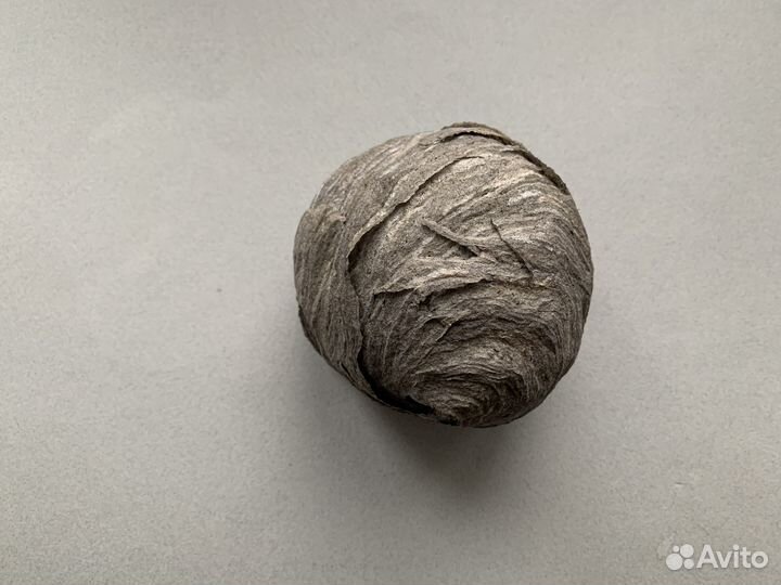 Гнездо осиное от диких ос Свежий осиный улей